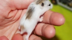 Який хом'як краще зробити для себе і дитиною, як вибрати