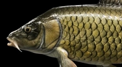 Який короп апетит?