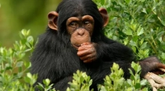 Що є найближчим родичем людини у світі тварин?