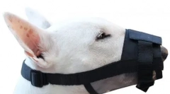 Яка морда краще для собаки і як вибрати його