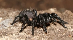 Який павук є найбільш отруйним?