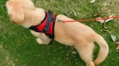 Що повідця краще для собаки: думка експерта