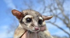 Какомітілі