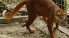 Калімантанський кот: рідкісна тварина з острова борнео