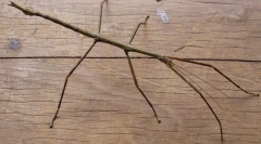 Калімантанський блідник чани