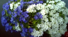 Campaundul (наречена і наречена)