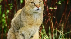 Очеретяний кіт