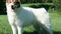 Канадська собака ескімо