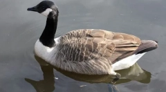Канадська казарка