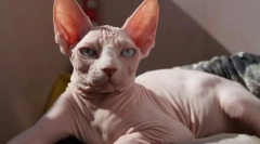 Канадський сфінккс