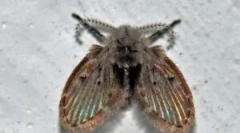 Каналізаційні мінерами у ванній кімнаті та туалеті