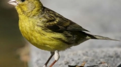 Канарський