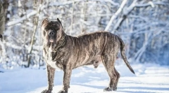 Канарська собака