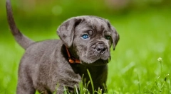 Kane corso щенята (фото): справедливі домашні тварини та надійні охоронці