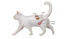 Cantares для кішок: інструкції для використання