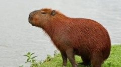 Капібара: особливості обслуговування вдома