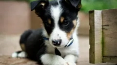 Падає бар для цуценят