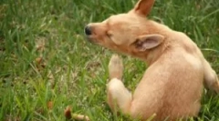 Краплі та інші засоби від бліх і кліщів для цуценят