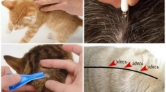 Падає на утисників з черв'яків для кішок