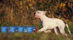 Краплі практика: інструкції для використання