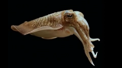 Препарат каракатія