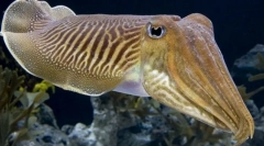 Кракатський звичайний