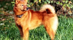 Карельсько-фінська husky (фото): витончений і deft мисливець