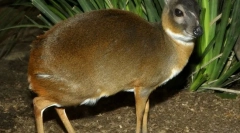 Карликовий протистояльний