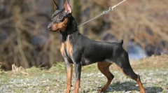 Карликовий пенчер