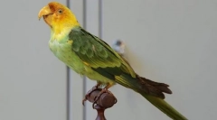 Каролінський папуга