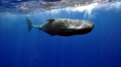 Cachelot (фото): величезний монстр з дна океану