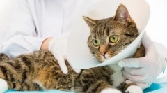 Кастрація та стерилізація: компетентний післяопераційний догляд за кішкою або кіт