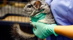 Кастрація та стерилізація шиншил