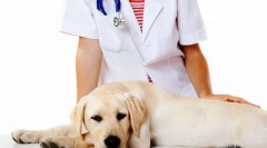 Кастрація та стерилізація