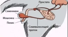 Cattion cat: як здійснюється операція