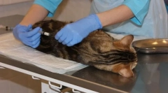 Кам'яні кішки та кішки