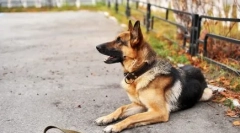 Кам'яні собаки: плюси та мінуси, що кажуть ветеринари