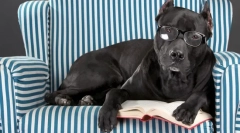 Катаракта в собаці: причини, симптоми, лікування, профілактика