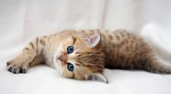 Coatosal для кішок: інструкції щодо використання, протипоказання