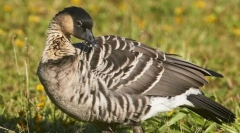 Казарка гавайська