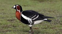 Красарка красновобай