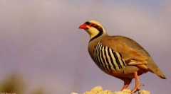 Keklik азіатський