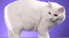 Кімпік: опис породи, особливості змісту та догляду