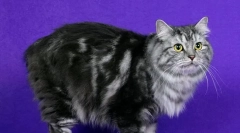 Кимістичний