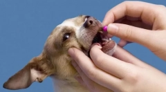 Кишкові черв'яки