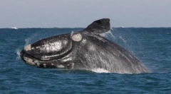 Kit гладка японська