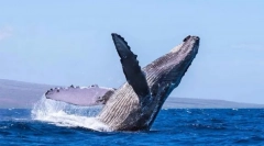 Кейт горбатий (горбах)