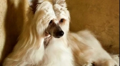 Китайський crested pooh (фото): розум і краса в одній пляшці