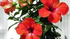 Китайська троянда (гібіскус)