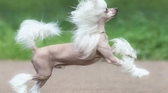 Китайські породи собак